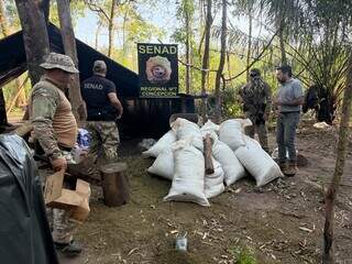 Em 3 dias, operação destrói 160 toneladas de maconha na fronteira Em 3 dias, operação destrói 160 toneladas de maconha na fronteira