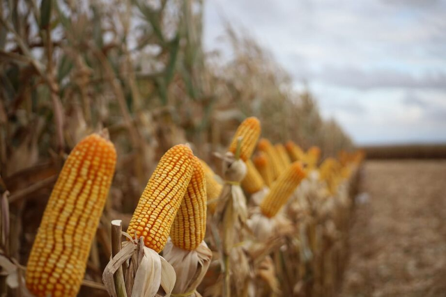 Pre&ccedil;o m&eacute;dio da saca de milho em Mato Grosso do Sul sobe para R$ 49 em julho