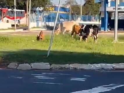 Bovinos e cabra s&atilde;o flagrados em rotat&oacute;ria do Terminal Guaicurus