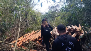 Opera&ccedil;&atilde;o na fronteira apreende madeira ilegal e resgata macaco de cativeiro