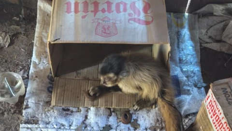 Opera&ccedil;&atilde;o na fronteira apreende madeira ilegal e resgata macaco de cativeiro