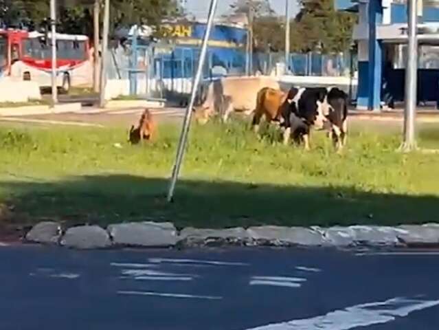 Bovinos e cabra s&atilde;o flagrados em rotat&oacute;ria do Terminal Guaicurus