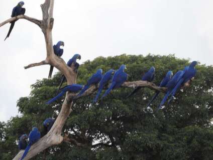 &Uacute;ltimo dia do Big Day re&uacute;ne registros da arara-azul em risco de extin&ccedil;&atilde;o