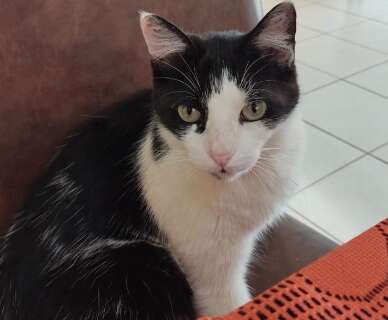 Gato em tratamento desaparece e tutora pede ajuda para encontr&aacute;-lo