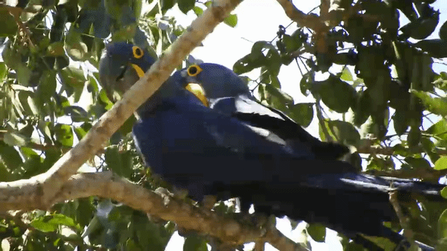 Big Day re&uacute;ne registros da arara-azul, esp&eacute;cie amea&ccedil;ada de extin&ccedil;&atilde;o