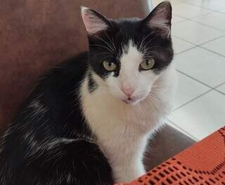 Gato em tratamento desaparece e tutora pede ajuda para encontrá-lo Gato em tratamento desaparece e tutora pede ajuda para encontrá-lo
