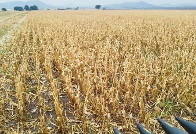 Safra de milho em MS mant&eacute;m alto potencial, mas clima e colheita exigem aten&ccedil;&atilde;o