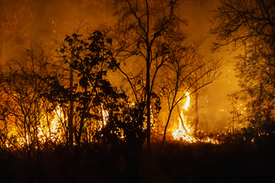 Justi&ccedil;a condena Arauco a indenizar trabalhador exposto a inc&ecirc;ndios sem prote&ccedil;&atilde;o 