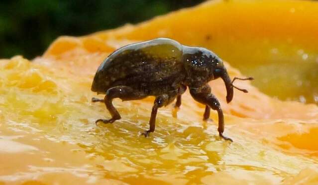 Broca-do-caroço ameaça produção de mangas e motiva novo controle nacional