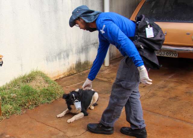 Em bairro com cachorro "a rodo", desafio &eacute; convencer tutores sobre vacina&ccedil;&atilde;o