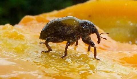 Broca-do-caro&ccedil;o amea&ccedil;a produ&ccedil;&atilde;o de mangas e motiva novo controle nacional