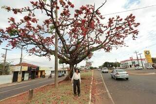 Paineira da &Iacute;ndia colore avenida e chama aten&ccedil;&atilde;o pela flora&ccedil;&atilde;o no inverno