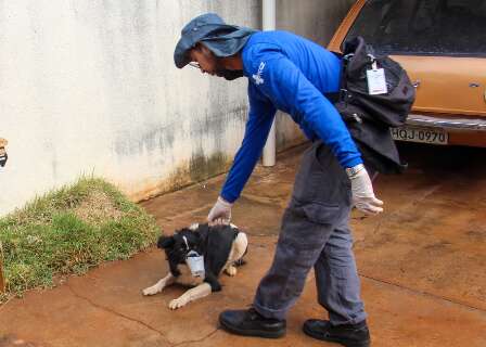 Em bairro com cachorro "a rodo", desafio &eacute; convencer tutores sobre vacina&ccedil;&atilde;o