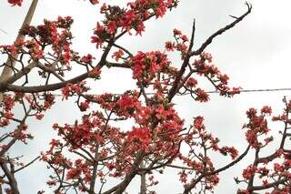 Paineira da &Iacute;ndia colore avenida e chama aten&ccedil;&atilde;o pela flora&ccedil;&atilde;o no inverno