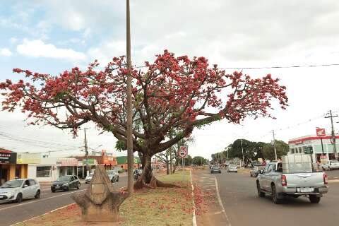 Paineira da &Iacute;ndia colore avenida e chama aten&ccedil;&atilde;o pela flora&ccedil;&atilde;o no inverno