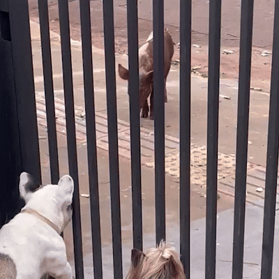 Porco passeia "tranquil&atilde;o" pelas ruas e chama aten&ccedil;&atilde;o de moradores do North Park