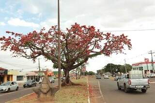 Paineira da &Iacute;ndia colore avenida e chama aten&ccedil;&atilde;o pela flora&ccedil;&atilde;o no inverno