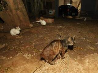 Com 11 gatos, morador pede fim do abandono dos pets em frente de casa Com 11 gatos, morador pede fim do abandono dos pets em frente de casa