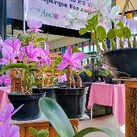 Exposição gratuita reúne centenas de orquídeas no Bioparque Pantanal