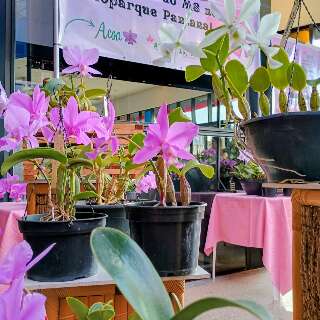 Exposi&ccedil;&atilde;o gratuita re&uacute;ne centenas de orqu&iacute;deas no Bioparque Pantanal