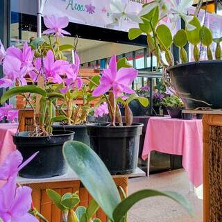 Exposi&ccedil;&atilde;o gratuita re&uacute;ne centenas de orqu&iacute;deas no Bioparque Pantanal