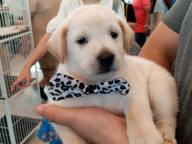 Pet shop vai indenizar tutor em R$ 5 mil por vender Labrador "fake"