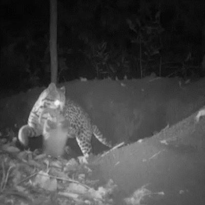 V&iacute;deo mostra jaguatirica invadindo toca e pegando filhote de tatu-canastra no MS
