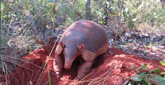 Engenheiro do Pantanal: tatu-canastra pode ganhar dia oficial em MS