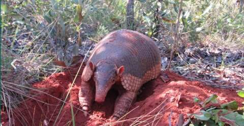Engenheiro do Pantanal: tatu-canastra pode ganhar dia oficial em MS
