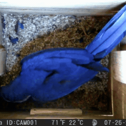 Primeiros ovos de arara-azul marcam in&iacute;cio da temporada reprodutiva no Pantanal