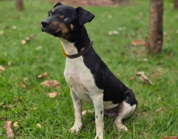 Cachorrinho que perdeu um olho espera por novo lar no CCZ