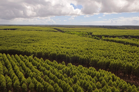 Munic&iacute;pio de MS perde 58 mil hectares e R$ 12 milh&otilde;es por m&ecirc;s com silvicultura