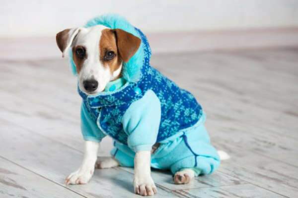 Roupinha no calor pode virar uma “estufa” e até matar seu cachorro