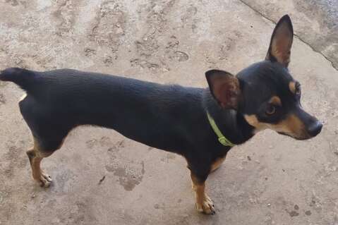 Pet shop &eacute; recorrente na venda de c&atilde;es "fake" e at&eacute; de animais doentes