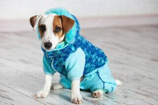 Roupinha no calor pode virar uma “estufa” e até matar seu cachorro