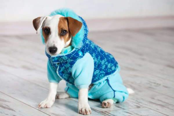 Roupinha no calor pode virar uma “estufa” e até matar seu cachorro