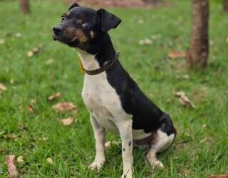 Cachorrinho que perdeu um olho espera por novo lar no CCZ