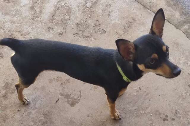Pet shop &eacute; recorrente na venda de c&atilde;es "fake" e at&eacute; de animais doentes