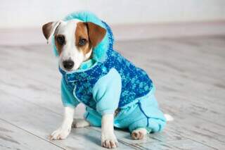 Roupinha no calor pode virar uma “estufa” e até matar seu cachorro Roupinha no calor pode virar uma “estufa” e até matar seu cachorro