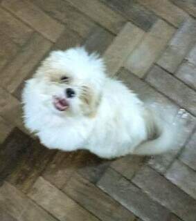 Dócil e brincalhão, cachorrinho Dobi desaparece no Centro de Campo Grande Dócil e brincalhão, cachorrinho Dobi desaparece no Centro de Campo Grande