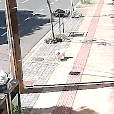 D&oacute;cil e brincalh&atilde;o, cachorrinho Dobi desapareceu no Centro de Campo Grande 