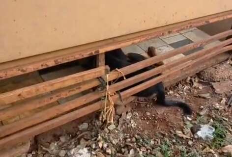 Moradores denunciam maus-tratos a cachorro mantido preso por corrente no Lageado