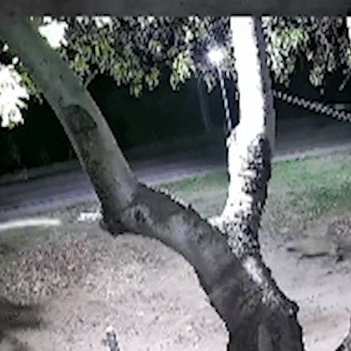 Ap&oacute;s ataque de on&ccedil;a a cachorro, grupo se reunir&aacute; para discutir medidas 