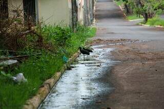 Sofás, animais mortos e água verde dividem espaço com caminhada no Imbirussu Sofás, animais mortos e água verde dividem espaço com caminhada no Imbirussu