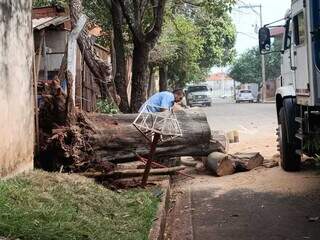 Árvore cai após temporal e bloqueia rua por mais de 24 horas Árvore cai após temporal e bloqueia rua por mais de 24 horas
