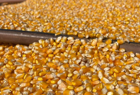 Colheita de milho passa de 1 milh&atilde;o de hectares em MS e chega a 49% da &aacute;rea