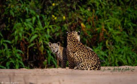 Estudo em MS prop&otilde;e pagamento a produtor que preserva habitat da on&ccedil;a-pintada
