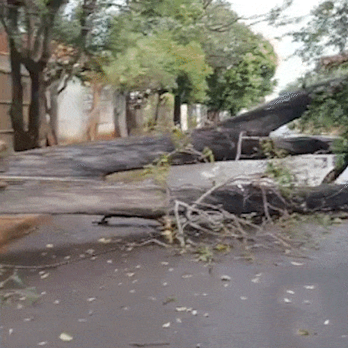 &Aacute;rvore cai ap&oacute;s temporal e bloqueia rua por mais de 24 horas