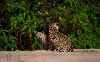 Estudo em MS propõe pagamento a produtor que preserva habitat da onça-pintada Estudo em MS propõe pagamento a produtor que preserva habitat da onça-pintada