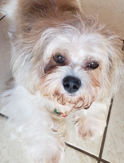 Família procura cachorro de 7 anos que sofre com crises convulsivas Família procura cachorro de 7 anos que sofre com crises convulsivas